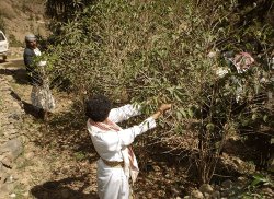 画像2: イエメン　ホワイトキャメル　バニーマタル地区　モカマタリ