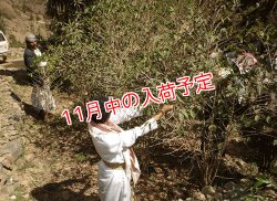 画像2: イエメン　ホワイトキャメル　バニーマタル地区　モカマタリ
