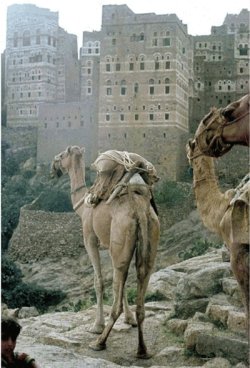 画像3: イエメン　ホワイトキャメル　バニーマタル地区　モカマタリ