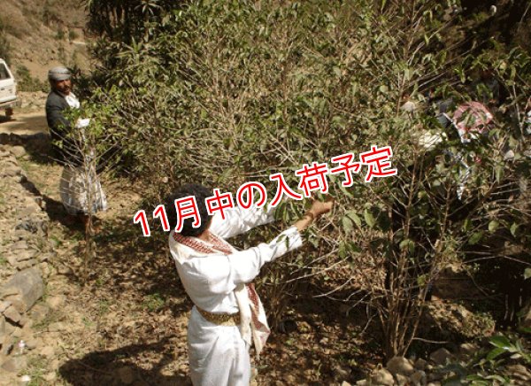画像2: イエメン　ホワイトキャメル　バニーマタル地区　モカマタリ