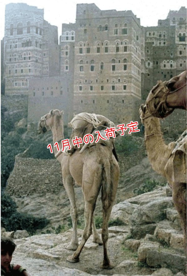 画像3: イエメン　ホワイトキャメル　バニーマタル地区　モカマタリ