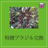 画像: カフェドルチェ　特撰ブラジル完熟