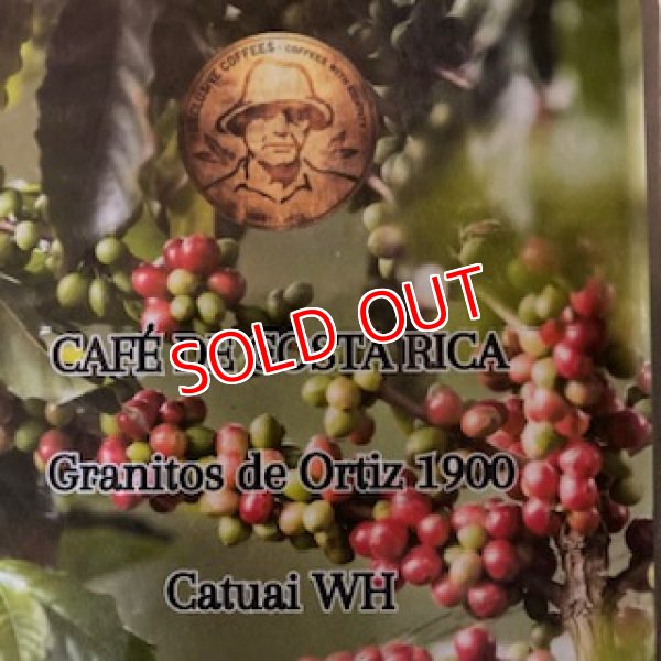 画像3: コスタリカ　オルティス農園　ホワイトハニー