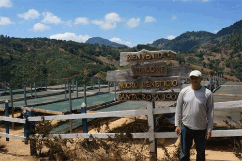 画像2: コスタリカ　オベデンシア農園　イエローハニー　限定入荷